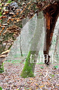 信用卡1萬逾期三年，需還多少？逾期一天罰息多少？